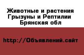 Животные и растения Грызуны и Рептилии. Брянская обл.